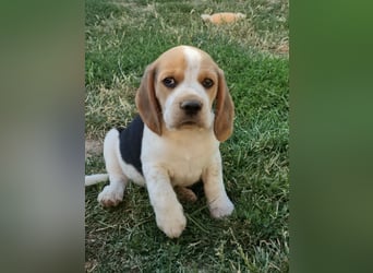 Beaglewelpen reinrassig mit Papieren