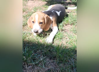 Beaglewelpen reinrassig