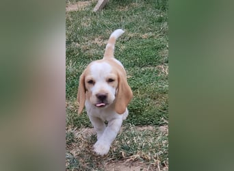 Beaglewelpen reinrassig mit Papieren