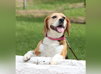 PRAGA sucht verlässliche Menschen