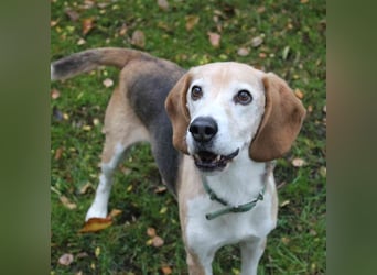 Otto, ein Sonnenschein auf 4 Pfoten