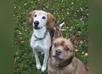 Otto, ein Sonnenschein auf 4 Pfoten