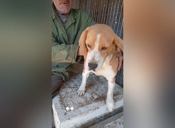Mazli, freundliche Beagle Hündin geb. 12 /2019