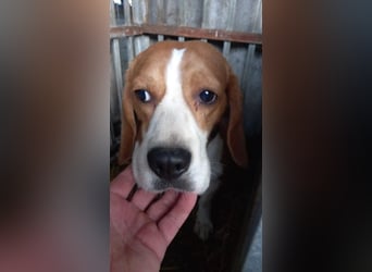 Bicska, schüchterner Beagle Rüde geb. 2021