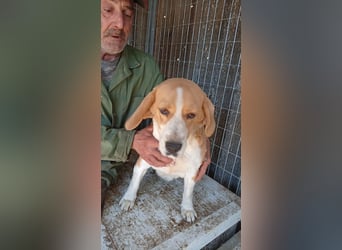 Mazli, freundliche Beagle Hündin geb. 12 /2019