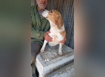 Mazli, freundliche Beagle Hündin geb. 12 /2019