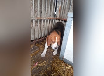 Bicska, schüchterner Beagle Rüde geb. 2021