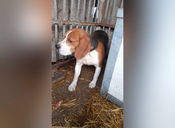 Bicska, schüchterner Beagle Rüde geb. 2021