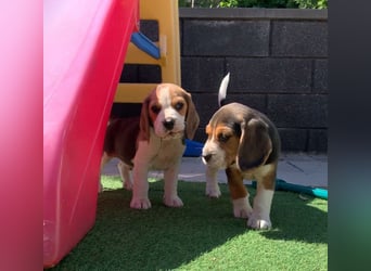 Beagle Welpen
