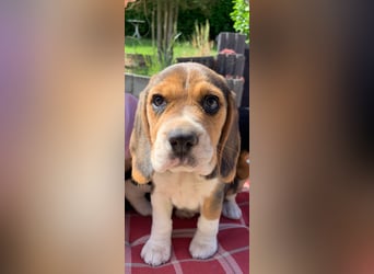 Beagle Welpen
