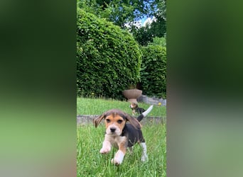 Beagle Welpen