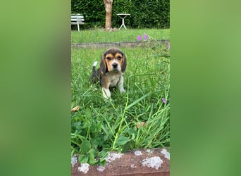 Beagle Welpen