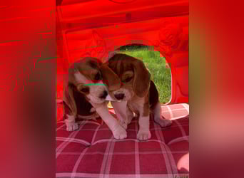 Beagle Welpen