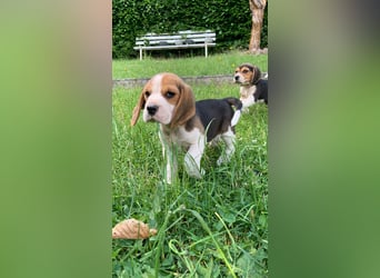 Beagle Welpen