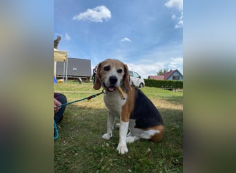 Buddie ein süßer Fratz