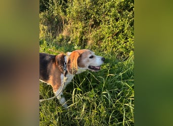 Buddie ein süßer Fratz