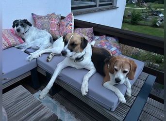 Buddie ein süßer Fratz