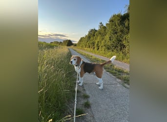 Buddie ein süßer Fratz