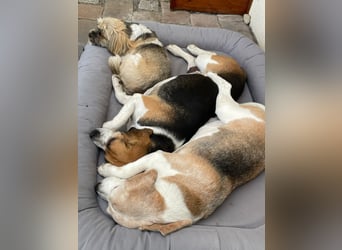 Beagledame Paula