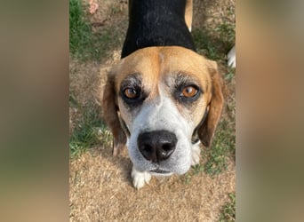 Beagledame Paula