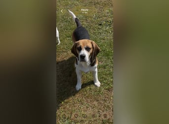 Beagledame Paula