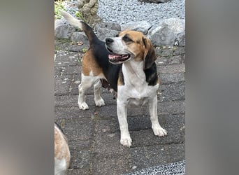 Beagledame Paula