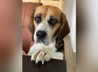Beagledame Paula