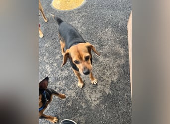 Toby, Ruhiger, sensibler Beagle sucht ein geduldiges Zuhause