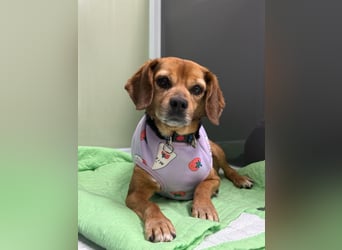 Toby, Ruhiger, sensibler Beagle sucht ein geduldiges Zuhause