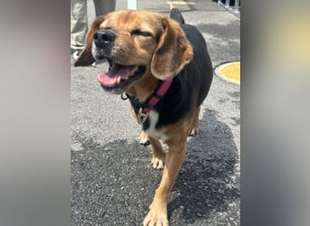 Toby, Ruhiger, sensibler Beagle sucht ein geduldiges Zuhause