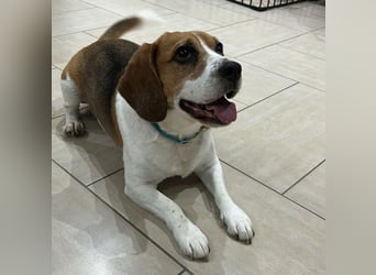 Cesare  - aktiver menschenbezogener Gentleman   ' nicht perfekt, aber perfekt liebenswert!