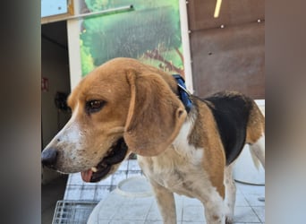 Teodoro - Beagle-Power trifft Sanftmut – dein perfekter Begleiter!