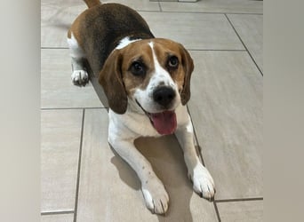 Cesare  - aktiver menschenbezogener Gentleman   ' nicht perfekt, aber perfekt liebenswert!