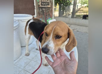 Teodoro - Beagle-Power trifft Sanftmut – dein perfekter Begleiter!