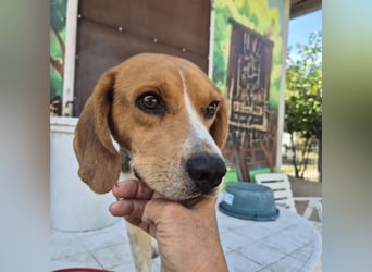 Teodoro - Beagle-Power trifft Sanftmut – dein perfekter Begleiter!