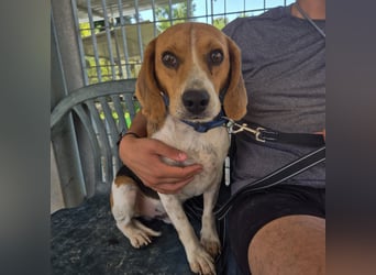 Teodoro - Beagle-Power trifft Sanftmut – dein perfekter Begleiter!