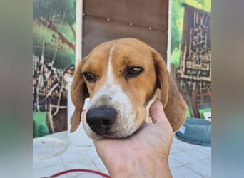 Teodoro - Beagle-Power trifft Sanftmut – dein perfekter Begleiter!