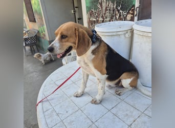 Teodoro - Beagle-Power trifft Sanftmut – dein perfekter Begleiter!