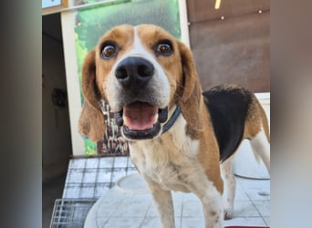 Teodoro - Beagle-Power trifft Sanftmut – dein perfekter Begleiter!