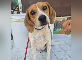 Teodoro - Beagle-Power trifft Sanftmut – dein perfekter Begleiter!