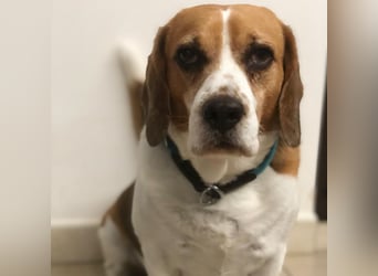 Cesare  - aktiver menschenbezogener Gentleman   ' nicht perfekt, aber perfekt liebenswert!