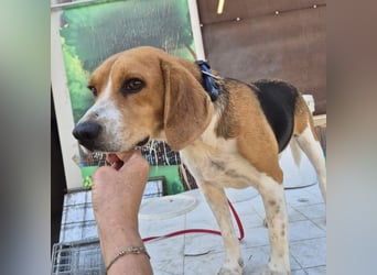 Teodoro - Beagle-Power trifft Sanftmut – dein perfekter Begleiter!