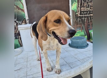 Teodoro - Beagle-Power trifft Sanftmut – dein perfekter Begleiter!