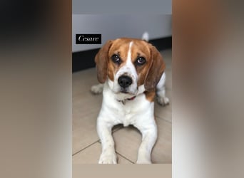 Cesare  - aktiver menschenbezogener Gentleman   ' nicht perfekt, aber perfekt liebenswert!