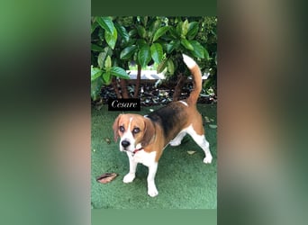 Cesare  - aktiver menschenbezogener Gentleman   ' nicht perfekt, aber perfekt liebenswert!