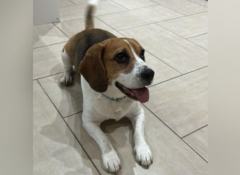 Cesare  - aktiver menschenbezogener Gentleman   ' nicht perfekt, aber perfekt liebenswert!