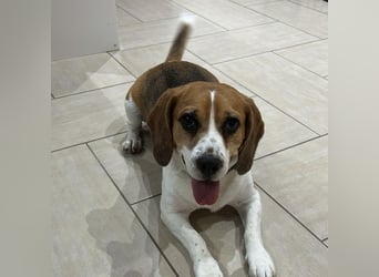 Cesare  - aktiver menschenbezogener Gentleman   ' nicht perfekt, aber perfekt liebenswert!