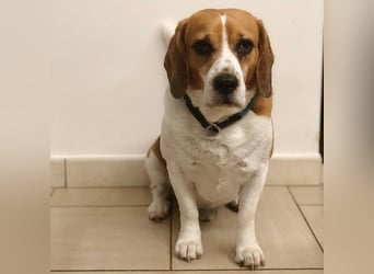 Cesare  - aktiver menschenbezogener Gentleman   ' nicht perfekt, aber perfekt liebenswert!