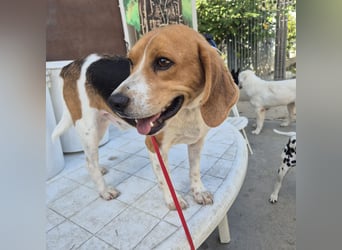 Teodoro - Beagle-Power trifft Sanftmut – dein perfekter Begleiter!