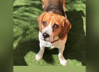 Cesare  - aktiver menschenbezogener Gentleman   ' nicht perfekt, aber perfekt liebenswert!